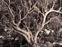 Hypnosis_for_Immune_system_2